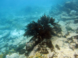Подводная "ёлочка" в коралловой лагуне.