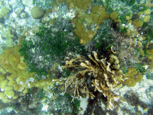 Кораллы в лагуне атолла Сомбреро.