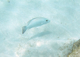 Над песчаным дном атолла плавают серебристо-белёсые рыбы.