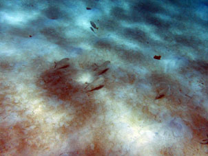 Рыбы на песчаной отмели атолла Сомбреро в венесуэльском национальном парке Моррокой.
