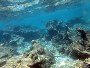 Плаванье по коралловой отмели.