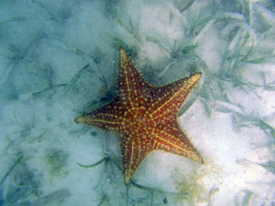 Морская звезда на отмели в парке Моррокой.