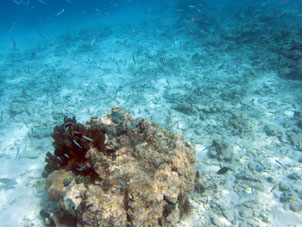 Далее на запал появляется больше кораллов.