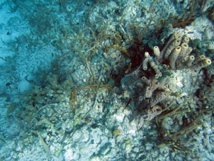Рыбки и кораллы атолла Сомбреро.