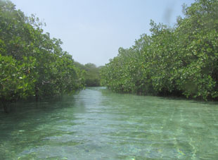 Протока между мангровыми зарослями.