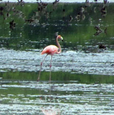 Фламинго в лимане Патанемо.