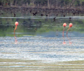Фламинго в лимане Патанемо.