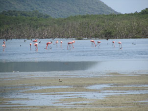 Фламинго в лимане бухты Патанемо.