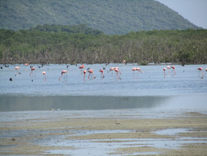 Фламинго в лимане бухты Патанемо.