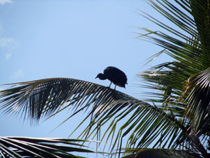 Самуро (сопилото) на пальме в Патанемо.