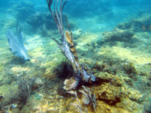Коралловое дно в западной части бухты Патанемо.