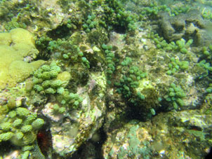 Как и по всему Карибскому морю, среди кораллов есть ежи.