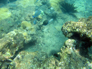 Рыбы среди кораллов Карибского моря в бухте Патанемо.