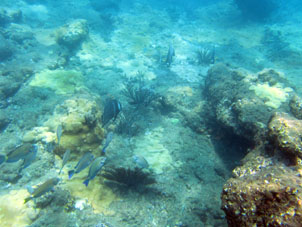 Рыбы среди кораллов Карибского моря в бухте Патанемо.