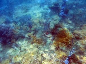 Рыба среди кораллов Карибского моря в бухте Патанемо.