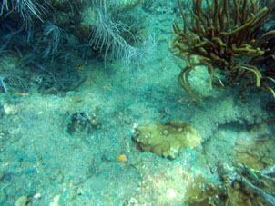 Маленькие рыбки среди кораллов.