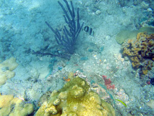 На коралловом дне Карибского моря в западной части бухты Патанемо.
