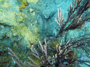 На коралловом дне Карибского моря в западной части бухты Патанемо.