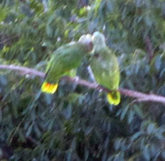 Королевские попугаи напротив окна моей гостиницы в Валенсии.