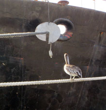 Пеликан на корабельных канатах.