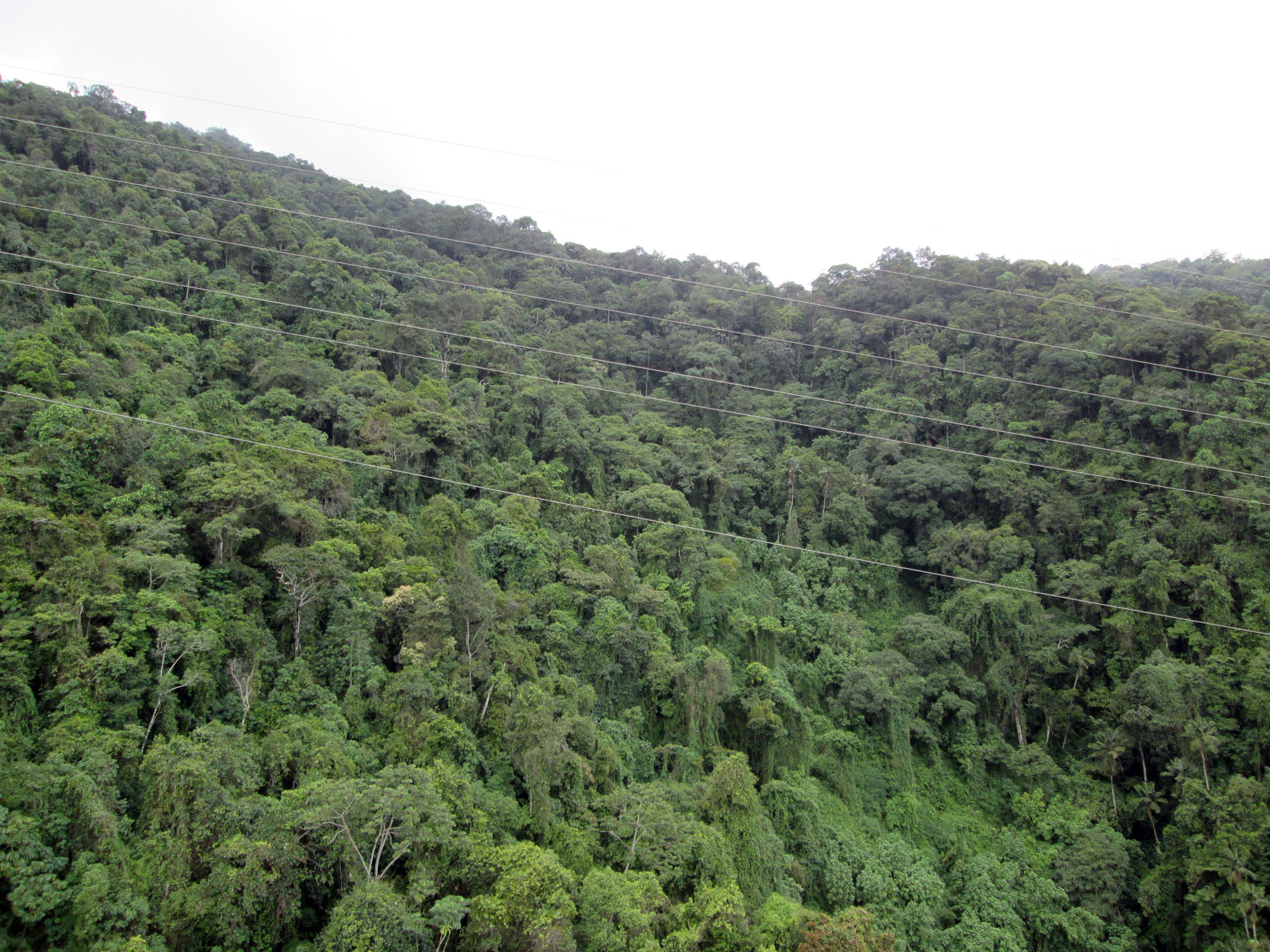 Настоящий заповедный лес парка Авила.