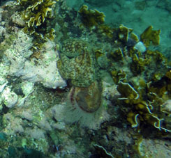 Осьминог тащит раковину на рифе между Катикой и восточной (частной) Катой.