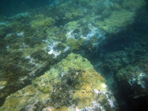 Осьминог тащит раковину на рифе между Катикой и восточной (частной) Катой.