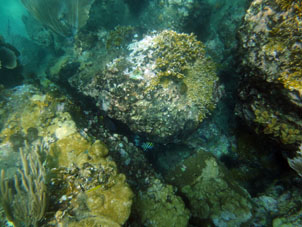 Просто коралловый риф в бухте Ката.