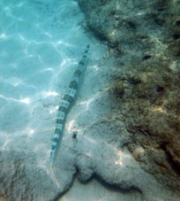 Таких рыб мы на Чёрном море называем рыба-игла, но здесь на Карибах она была полтора метра длиной.