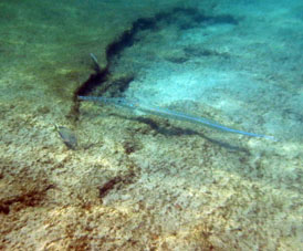 Таких рыб мы на Чёрном море называем рыба-игла, но здесь на Карибах она была полтора метра длиной.