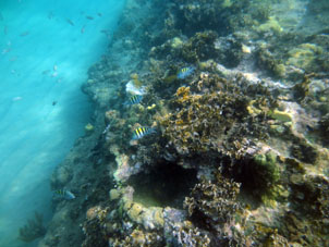 Коралловый риф перед Катикой.