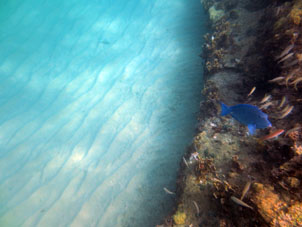 Рыба попугай на коралловм  рифе перед Катикой.