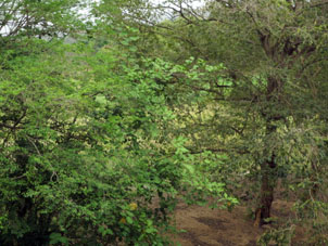 Около речки растительность зеленее и гуще.
