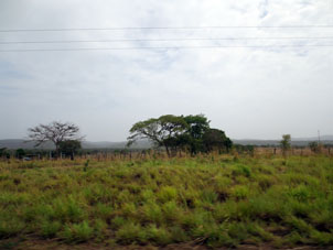 Саванны и редколесья венесуэльских равнин.