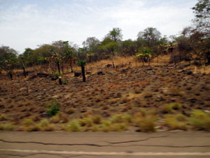 Камни на выжженных полях равнин напоминают граниты Амасонаса.