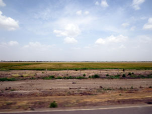 Рисовые поля штата Гуарико.
