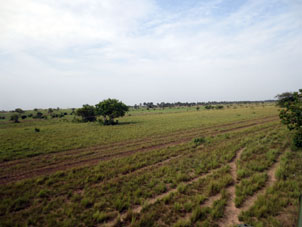 После дождя трава на Равнинах штата Апуре снова стала зелёной.