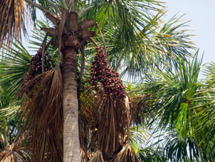 Масличные пальмы.