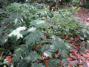 Это растение, произрастающее на Карибском побережье штата Арагуа, местные называют крапивой, за сходные обжигающие свойства.