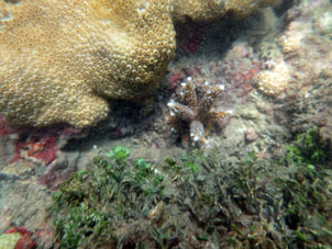 Кораллы у восточного берега бухты Патанемо.