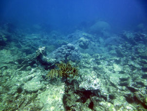 Подводный мир Карибского моря на границе штатов Арагуа и Карабобо.