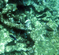 Подводный мир Карибского моря на границе штатов Арагуа и Карабобо.