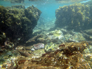 Маленькие рыбки кораллового мелководья.