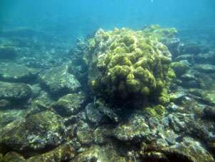 Кораллы Карибского моря у берега Карабобо и Арагуа.