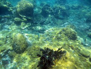 Кораллы Карибского моря у берега Карабобо и Арагуа.