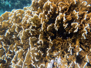 Мелкие рыбки между ветками кораллов.