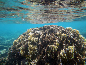 Коралловый риф вырастает до поверхности воды.