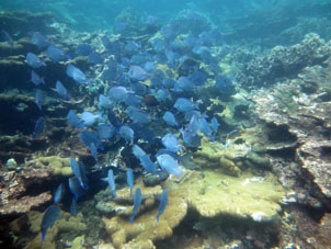 Подводный мир Карибского моря у берегов Венесуэлы.