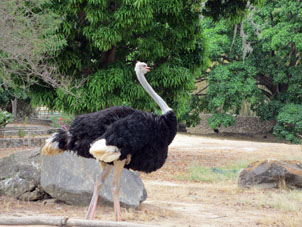 Африканский страус в зоопарке Каракаса.