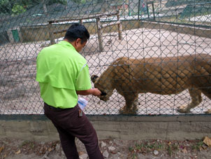 Служитель зоопарка чесал львицу.